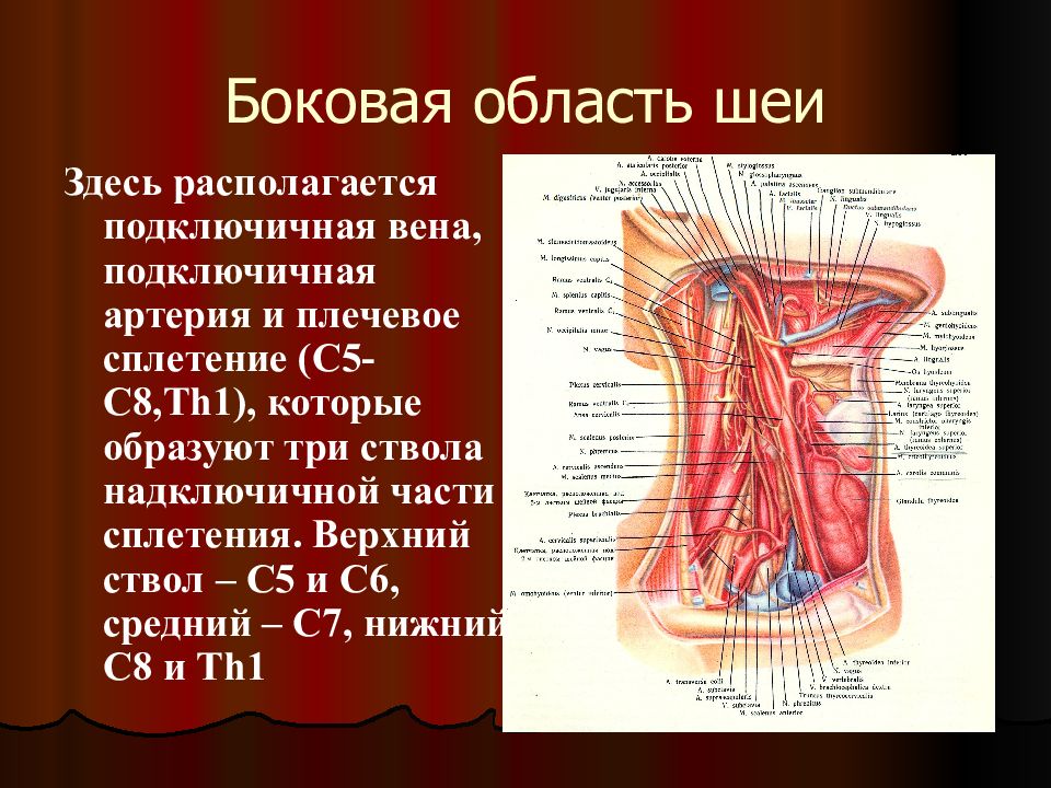 Латеральная область шеи на латинском. Подключичная артерия Вена и плечевое сплетение. Передняя область шеи. Латеральная область шеи. Боковая область шеи.