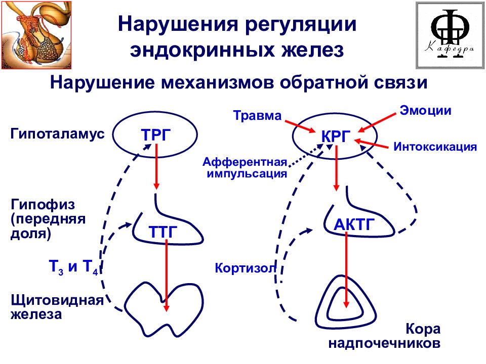 Регуляция желез. Нарушения центральной регуляции функции желез внутренней секреции. Нарушение центральных механизмов регуляции эндокринных желез. Заболевание эндокринный системы патфиз. Схема регуляции функций желез внутренней секреции.