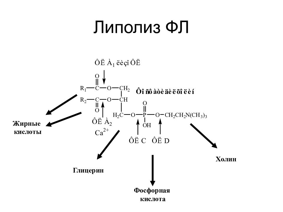 Липолиз отзывы. Липолиз схема биохимия. Липолиз формулы биохимия. Липолиз жира биохимия. Липолиз схема реакций.