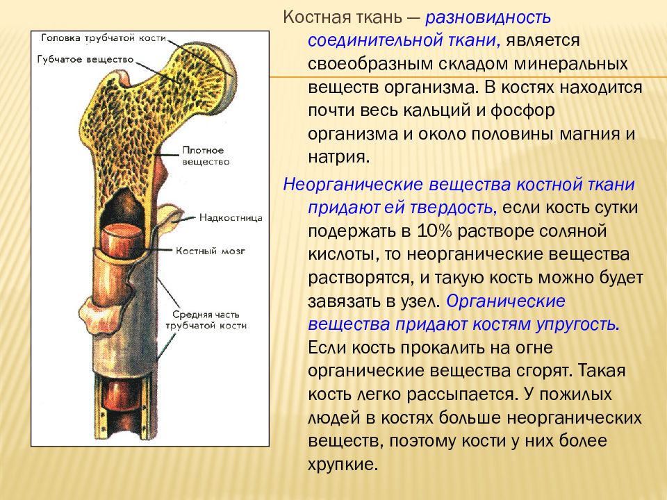 Структуры трубчатой кости. Состав и строение костей. Свойства состав строение костей. Тень и кость презентация.