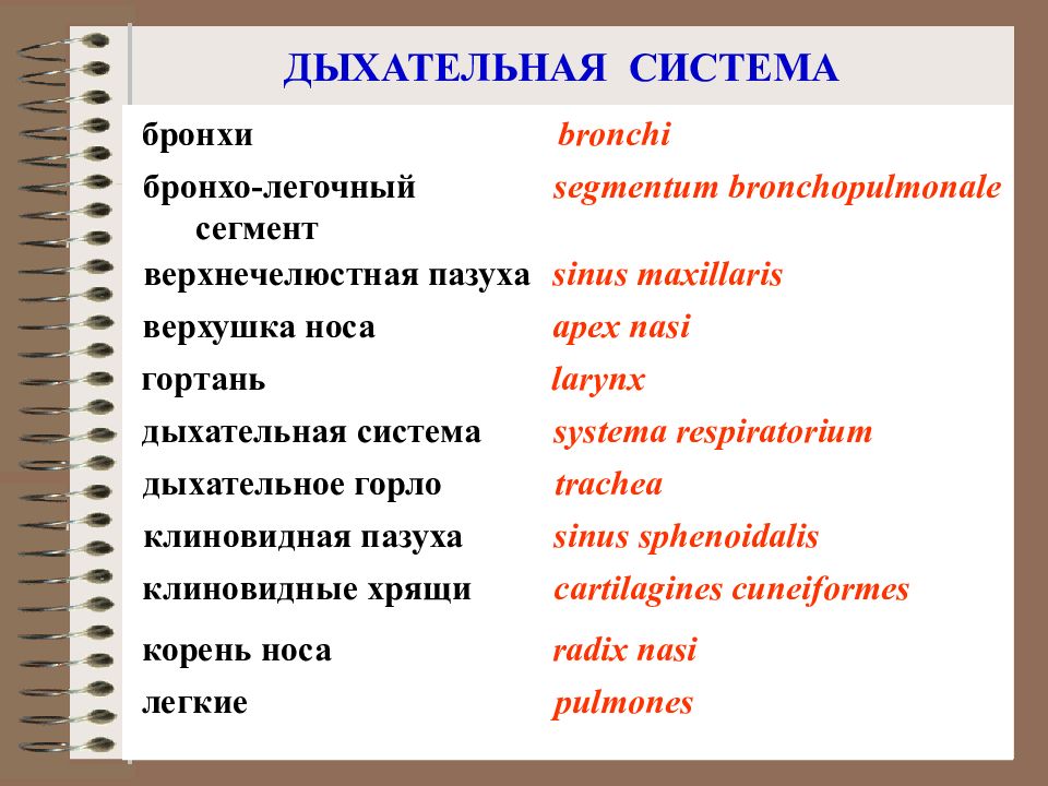 Дыхательная латынь. Анатомическая терминология латынь. Термины на латыни анатомия. Латинские термины дыхательной системы. Латинские термины.