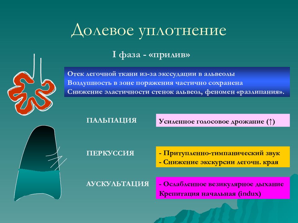 Уплотнение левого. Синдром долевого уплотнения легочной ткани. Долевое воспалительное уплотнение легкого. Синдром долевого уплотнения легких. Стадии синдрома уплотнения легочной ткани.