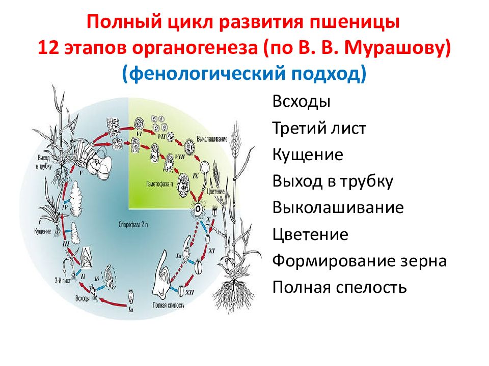 12 этапов. Полный цикл развития. Цикл развития пшеницы. Фенологический цикл. Циклы развития растений презентация.