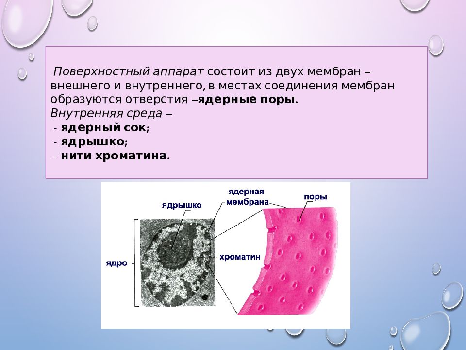 2 мембраны ядра. Поверхностный аппарат ядра строение и функции. Строение клетки поверхностный аппарат и ядерный аппарат. Структура поверхностного аппарата ядра.