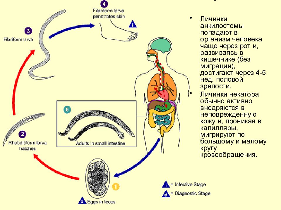 Стадия жизненного цикла червя. Анкилостома жизненный цикл. Ancylostoma duodenale жизненный цикл. Цикл развития анкилостомид. Цикл развития анкилостомы.