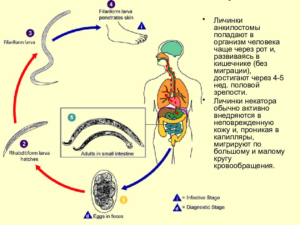 Схема цикла развития червей. Цикл развития анкилостомы схема. Жизненный цикл развития анкилостомы. Ancylostoma duodenale жизненный цикл. Жизненный цикл кривоголовка схема.