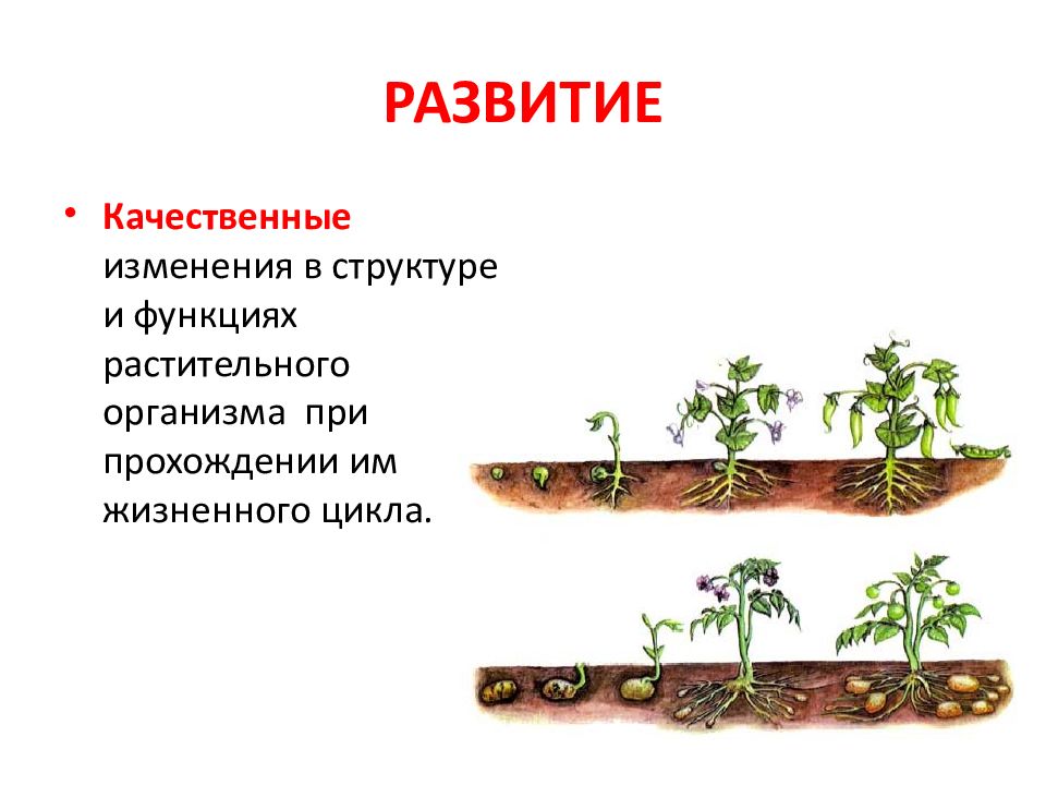 Индивидуальное развитие растение. Развитие это в биологии. Развитие растений. Эволюция структур растений. Особенности развития растений.