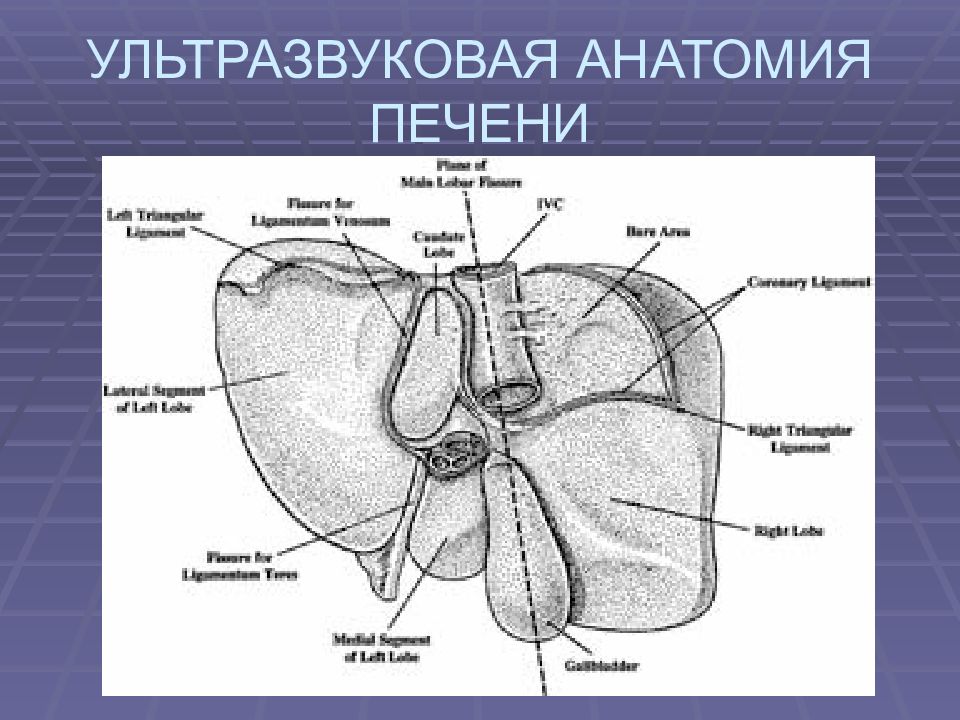 Строение печени собаки. Печень анатомия Синельников. Ворота печени анатомия. Строение печени. Ультразвуковая анатомия печени.