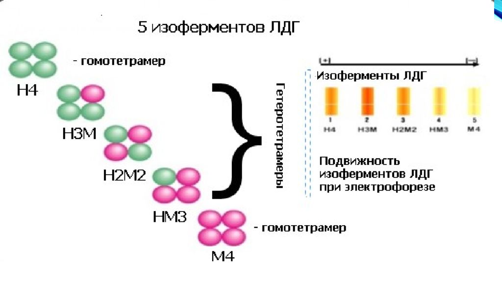 Активность лдг. ЛДГ фермент формула. Фермент лактатдегидрогеназа функции. Изоформы лактатдегидрогеназы биохимия. Фермент лактатдегидрогеназа строение.