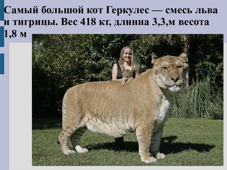 Кот геркулес