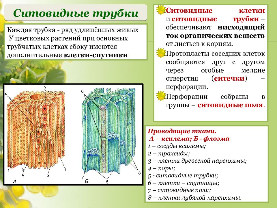 Функции ксилемы и флоэмы. Ситовидные трубки проводящей ткани растений. Проводящая ткань. Сосуды и ситовидные трубки растений. Покровные механические и проводящие ткани.