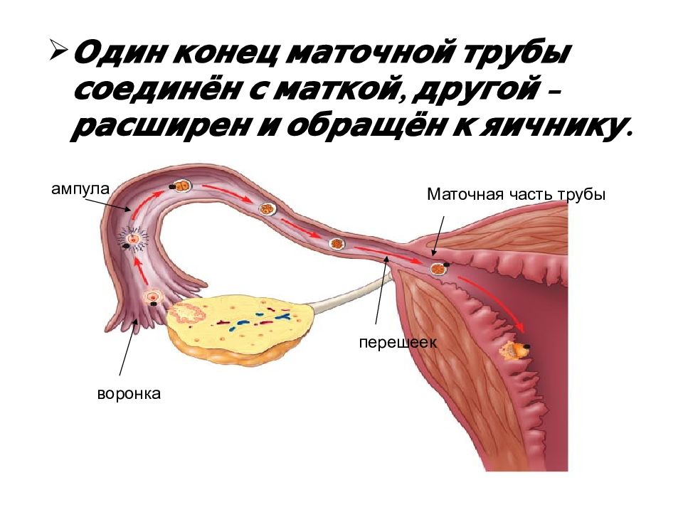 Маточные трубы