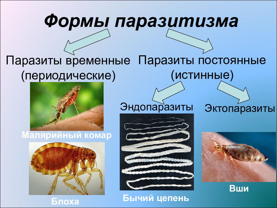 Что такое паразитизм кратко 5 класс. Наружные паразиты эндопаразиты эктопаразиты. Временные-периодические паразиты. Временный и постоянный паразитизм. Примеры постоянных паразитов.