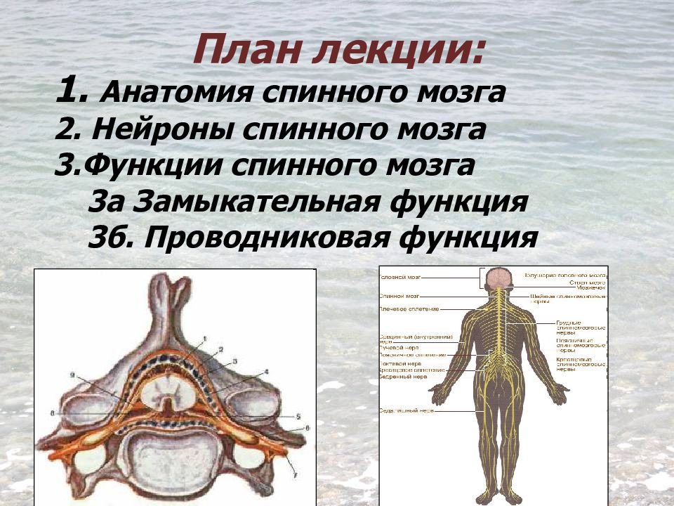 Нейроны спинного мозга. Спинной мозг анатомия и физиология. Спинной мозг нормальная физиология. Проводниковой функции спинного мозга. Классификация нейронов спинного мозга.