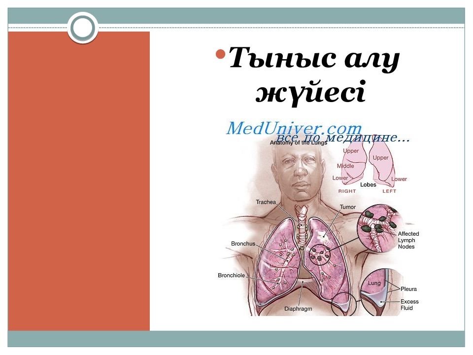 Тыныс алу жүйесі
