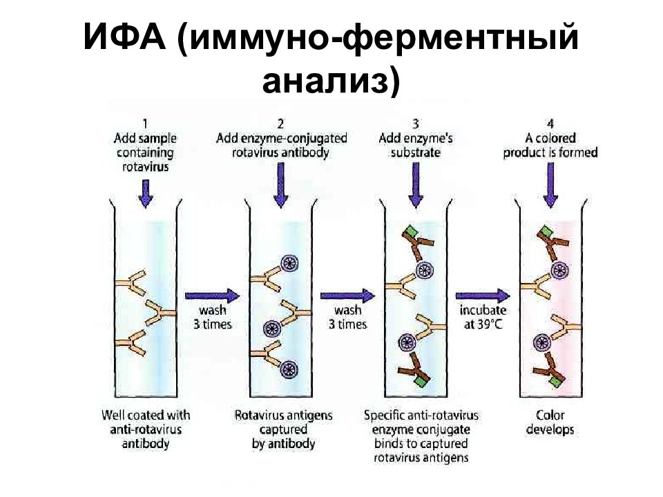 Выявление антигена. Схему протекания твердофазного ИФА. Метод иммуноферментного анализа (ИФА).. Метод ИФА принцип метода. Принцип метода иммуноферментного анализа ИФА заключается в.