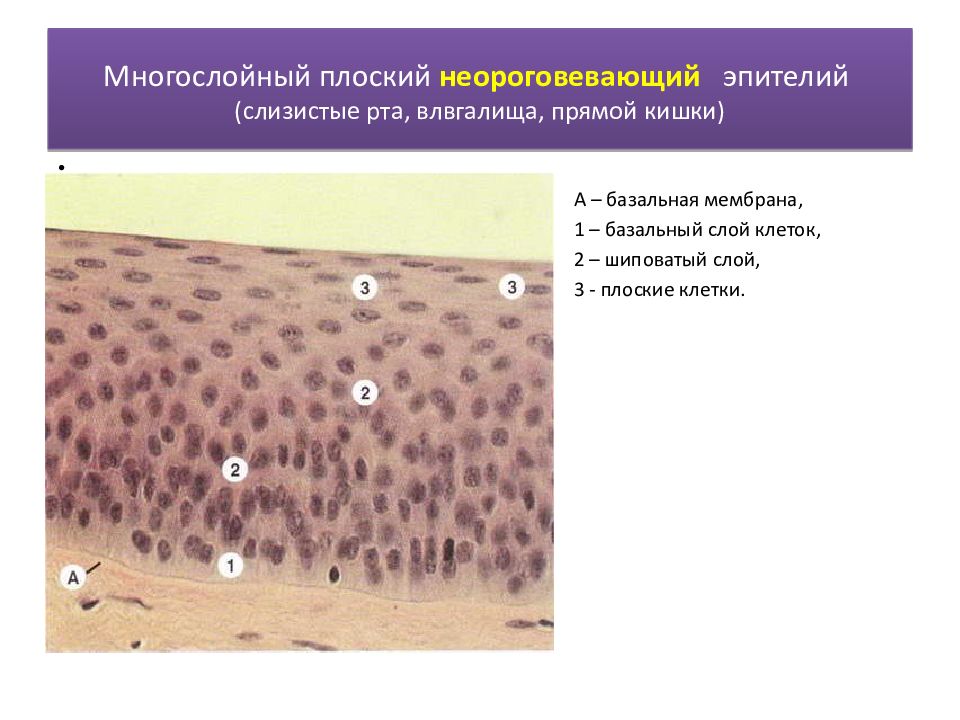 Многослойный неороговевающий эпителий рисунок