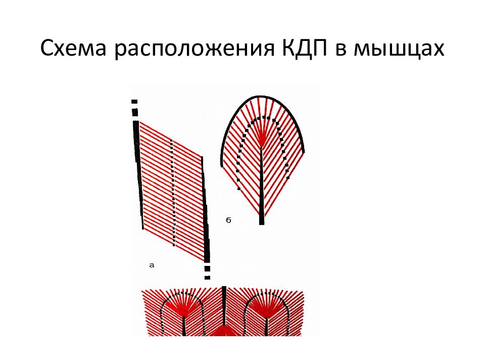 Триггерные точки схема расположения