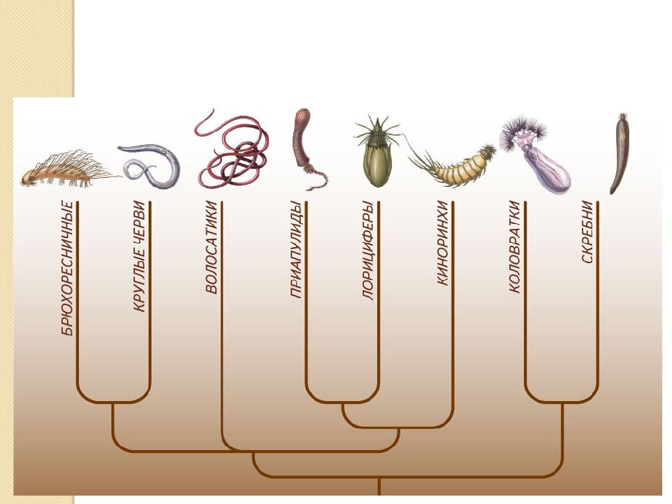 Эволюция круглых червей