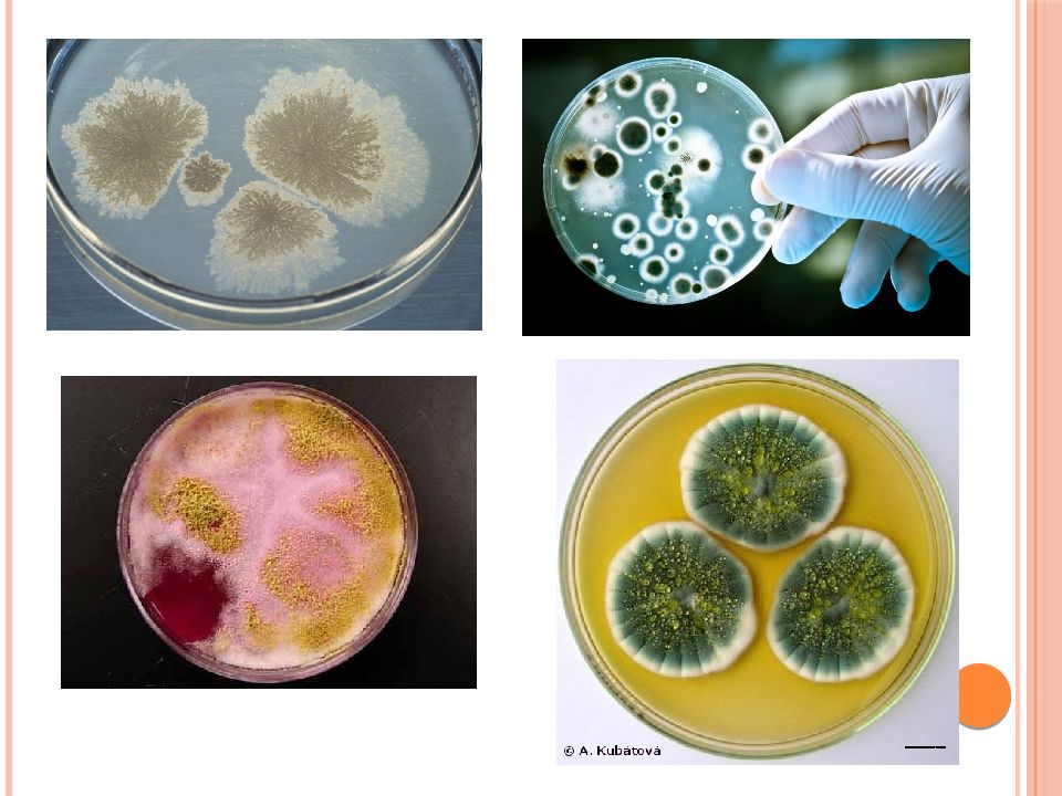 Патогенные грибы микробиология презентация