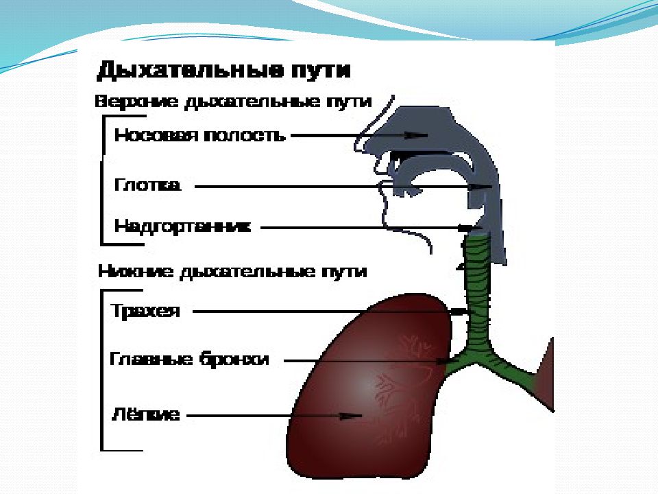 Презентация анатомия и физиология органов дыхания