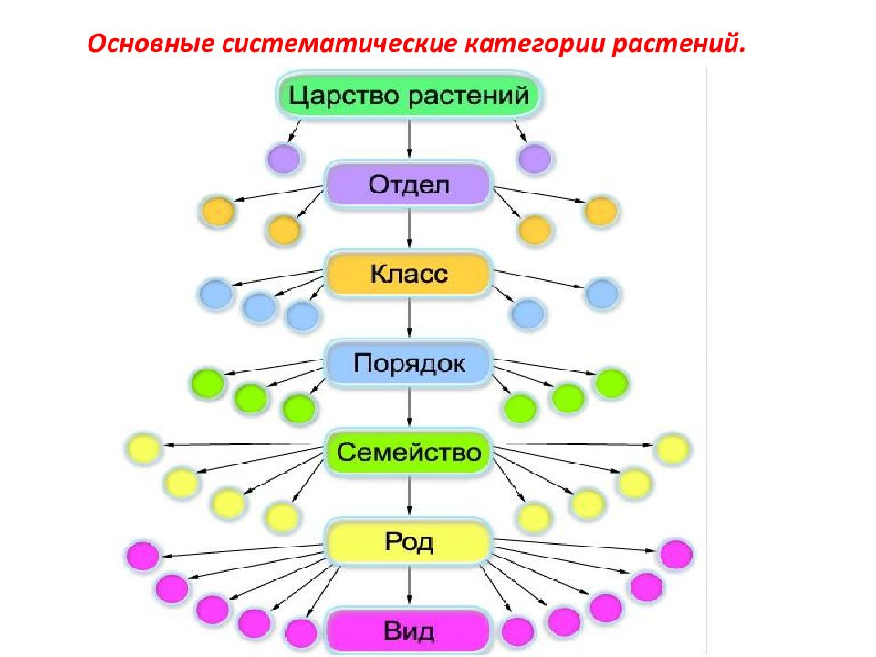 Иерархического соподчинения элементов нервной системы. Систематика растений схема. Последовательность классификации растений. Схема иерархического метода классификации цветы.