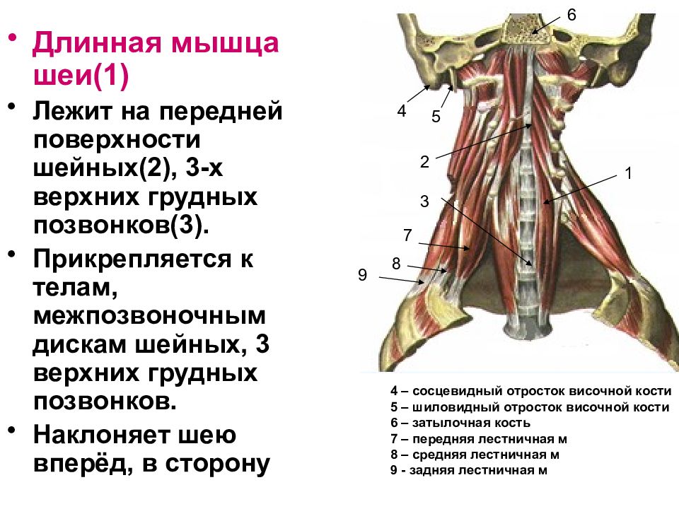 Мышцы шеи презентация