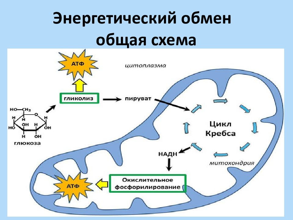 Энергетический обмен в клетке гликолиз и окислительное фосфорилирование презентация 10 класс