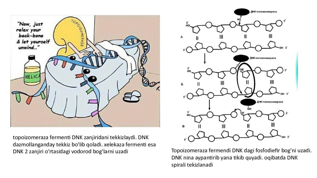 DNK ning tuzilishi va DNK replikatsiyasi DNK ning tuzilishi va DNK replikatsiyasi