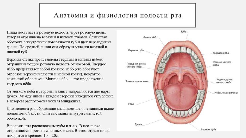 Описание полости рта. Кольцо Пирогова анатомия. Анатомия и физиология полости рта. Ротовая полость анатомия и физиология. Миндалины ротовой полости.