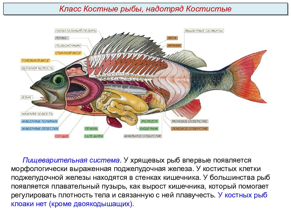 Презентация на тему костные рыбы