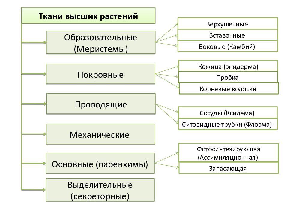 Ткани и органы растений егэ презентация