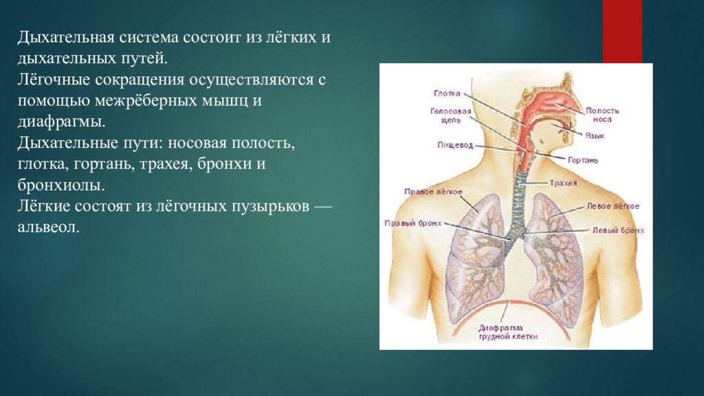 Диафрагма дыхательная система