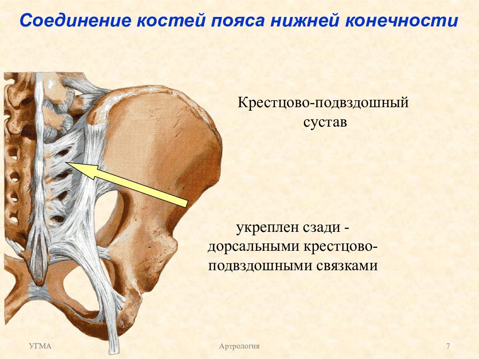 Соединение кости нижней конечности. Кресцовоостистая связка. Подвздошно остистая связка. Крестцово-остистая связка анатомия. Соединение костей пояса нижних конечностей.
