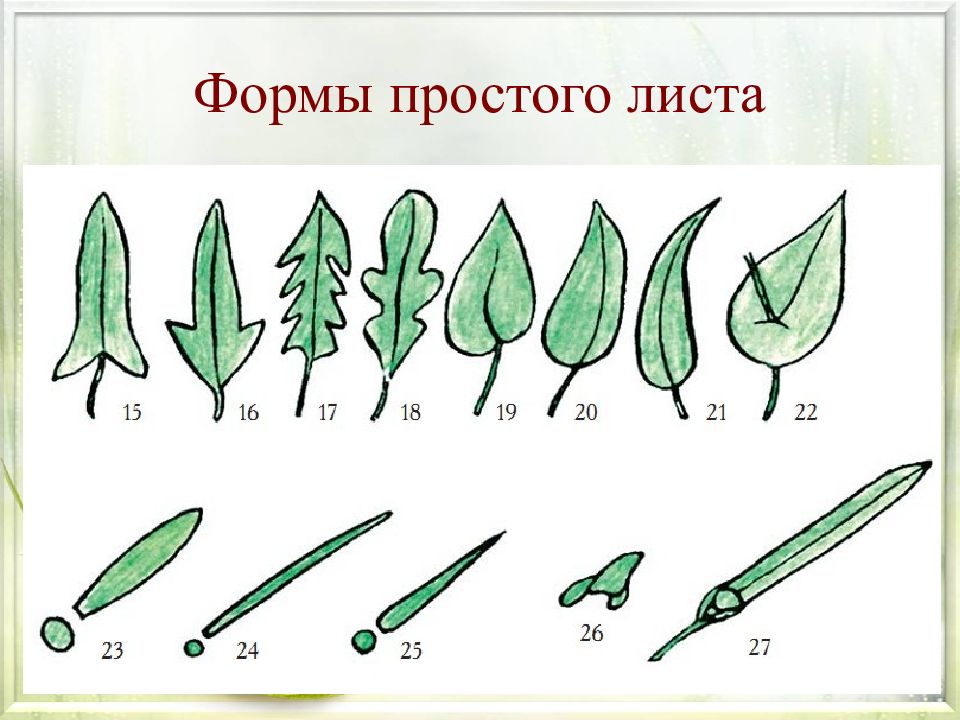 Простых листьев. Формы простого листа. Виды простых листьев. Простые листья примеры. Простые листья фото.