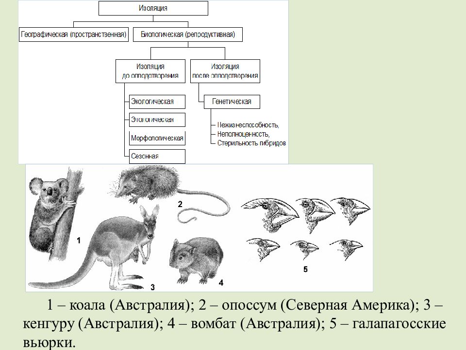 Репродуктивная изоляция. Изоляция теория эволюции. Пространственная географическая изоляция примеры. Географическая изоляция примеры животных. Пространственная географическая изоляция примеры животных.