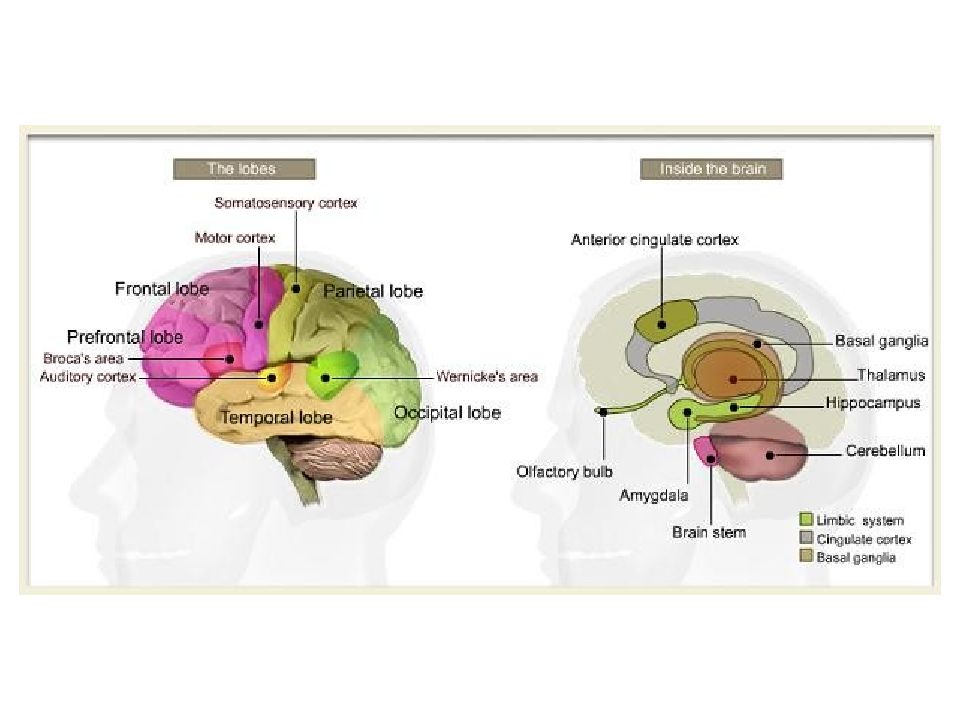 Мозг 5. Нейрофизиология строение мозга. Карты памяти мозга. How the Brain works. Is olfactory Cortex in parietal Lobe?.