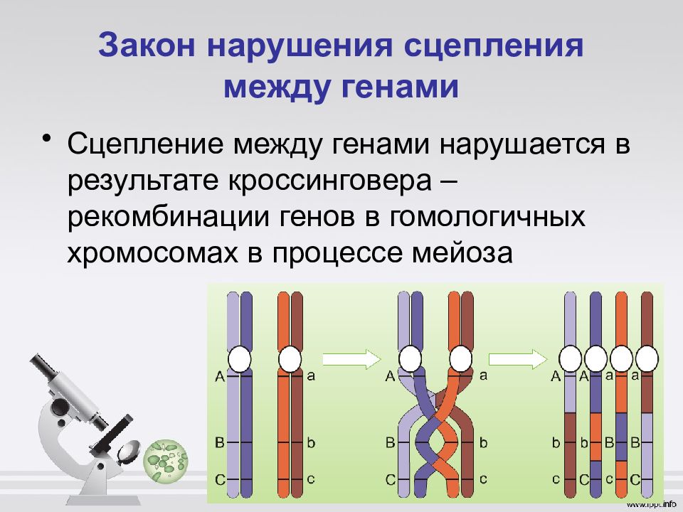 Закон моргана презентация 10 класс