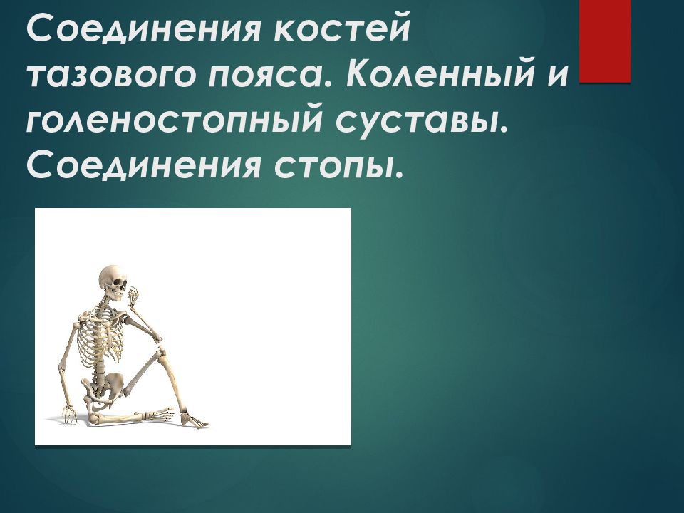 Соединения костей тазового пояса. Коленный и голеностопный суставы. Соединения стопы.
