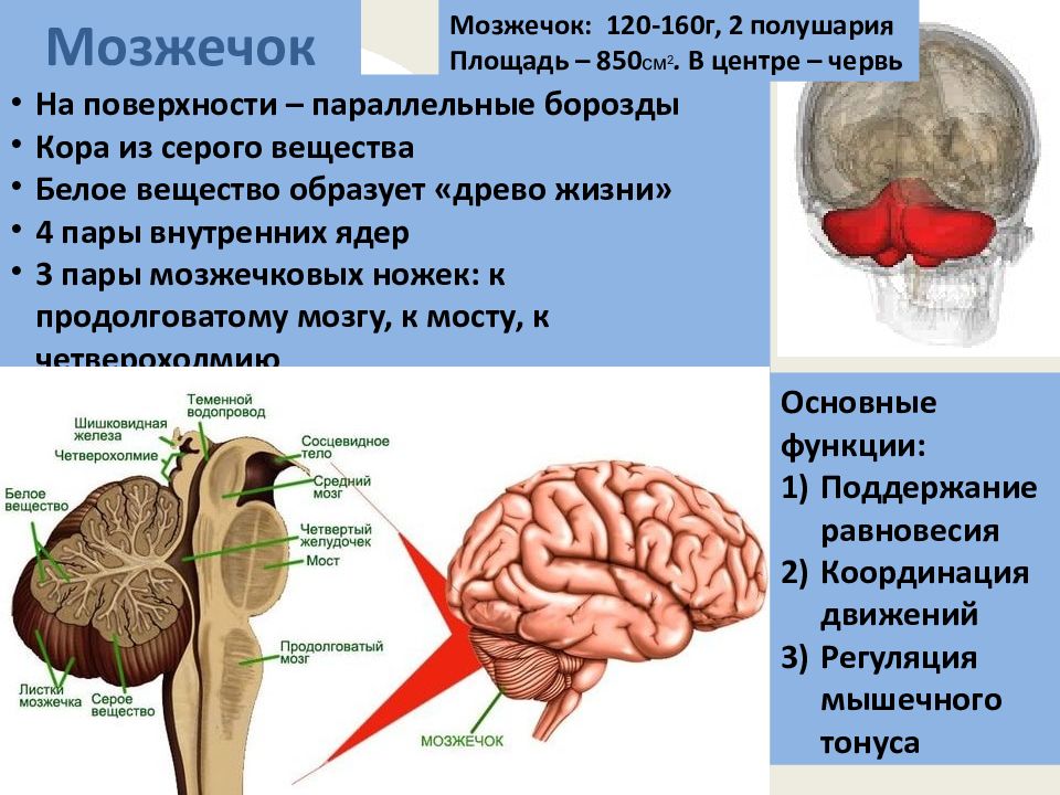 Где находится мозжечок. Мозжечок анатомия мозга. Функции мозжечка в головном мозге. Полушария мозжечка функции. Мозжечок анатомия функции.