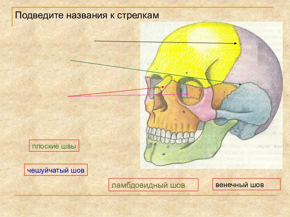 Швы черепа — презентация