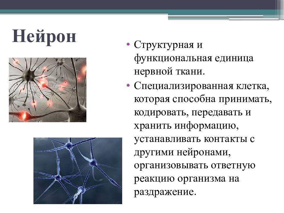 Осуществляет связь между нейронами какой нейрон. Структурно-функциональная единица нервной ткани. Нейрон структурная и функциональная единица нервной системы. Функциональная единица нервной ткани. Нейрон структурная и функциональная единица ткани.