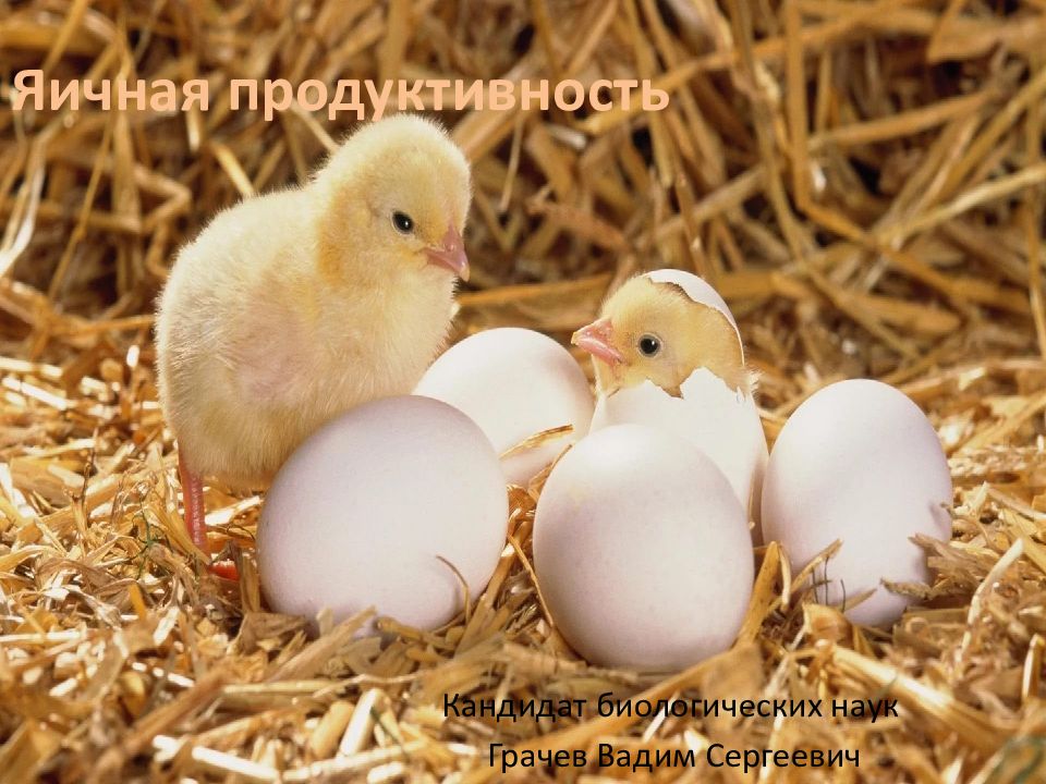 Яичная продуктивность