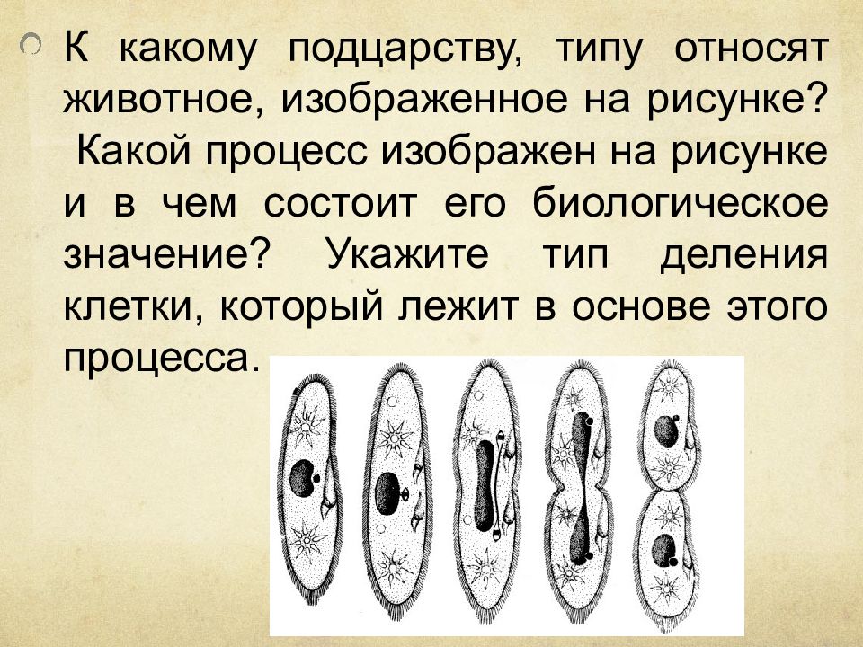 На рисунке изображен процесс деления клетки. К какому подцарству типу относят животное изображенное на рисунке. На рисунке изображён процесс деления клетки.. Охарактеризуйте процесс изображенный на рисунке. Какому подцарству, типу относят.