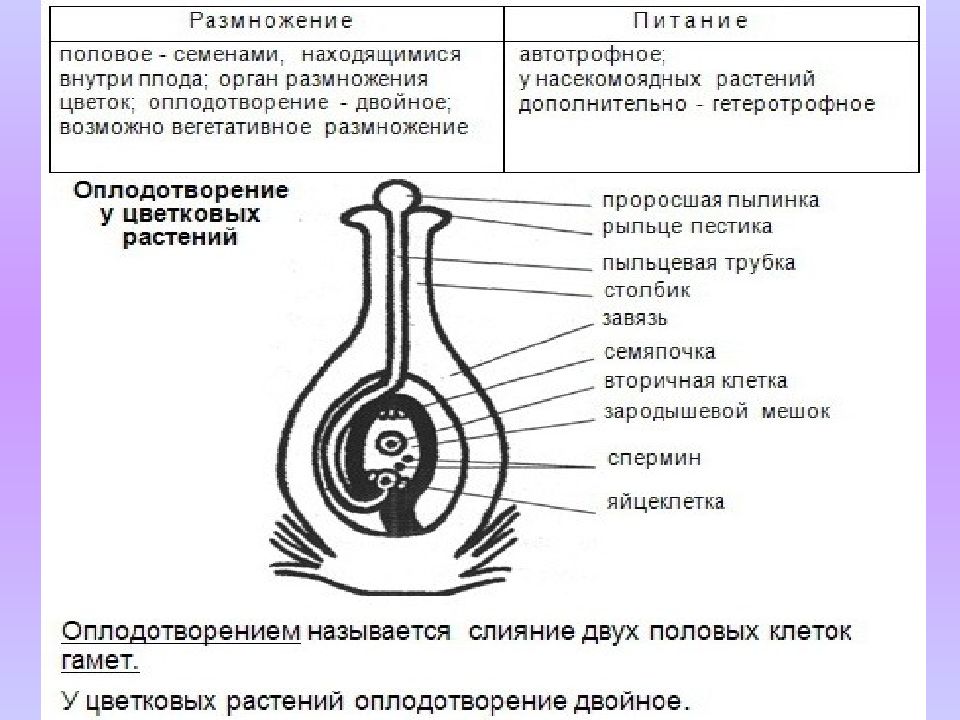 Презентация половое размножение покрытосеменных растений 6 класс презентация