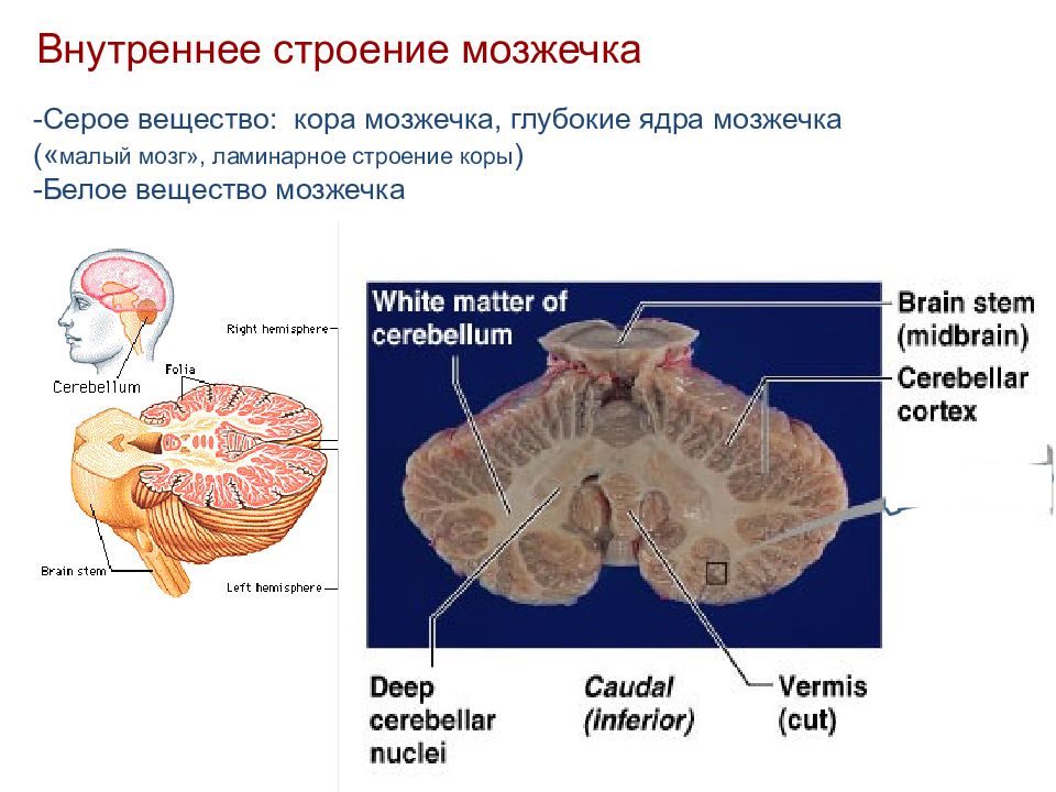 Ядра мозжечка схема