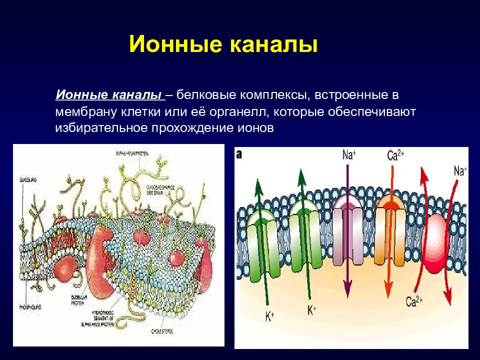 Строение канала. Строение ионного канала мембраны. Структура ионных каналов мембраны. Строение мембраны клетки ионный канал. Регулируемые ионные каналы в мембранах образованы.