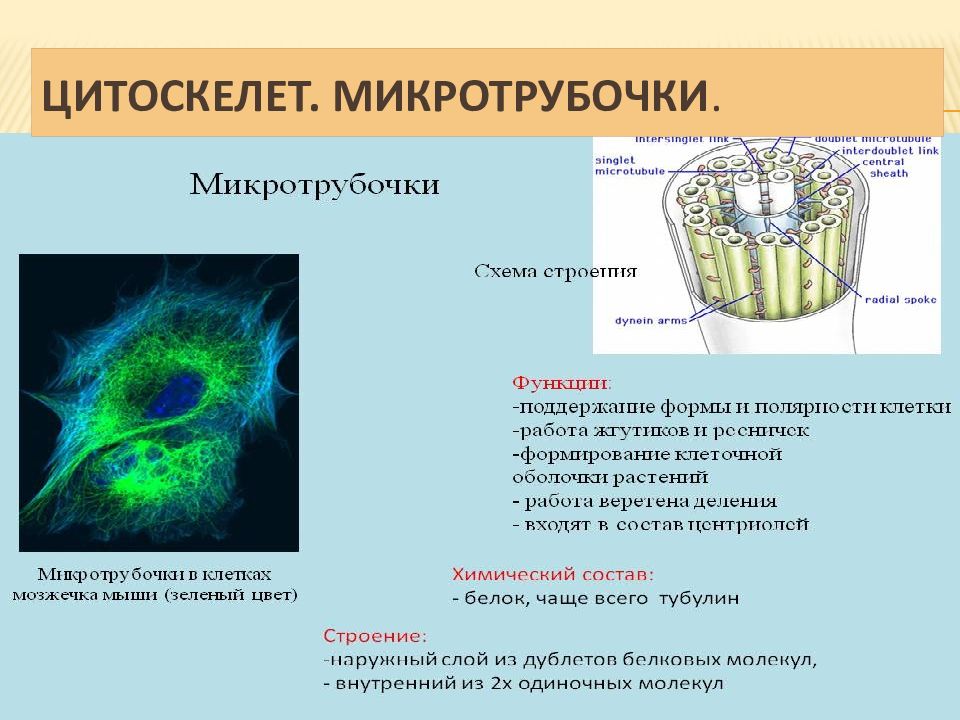 Цитоплазма значение этой структуры в жизнедеятельности клетки
