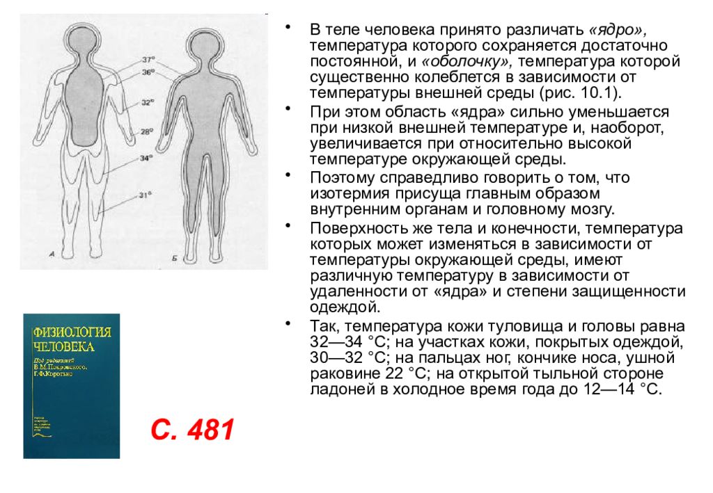 Температура участков тела. Температурная схема тела человека физиология. Оценка температуры ядра и оболочки тела. Температурное ядро и оболочка тела. Температура ядра тела человека.