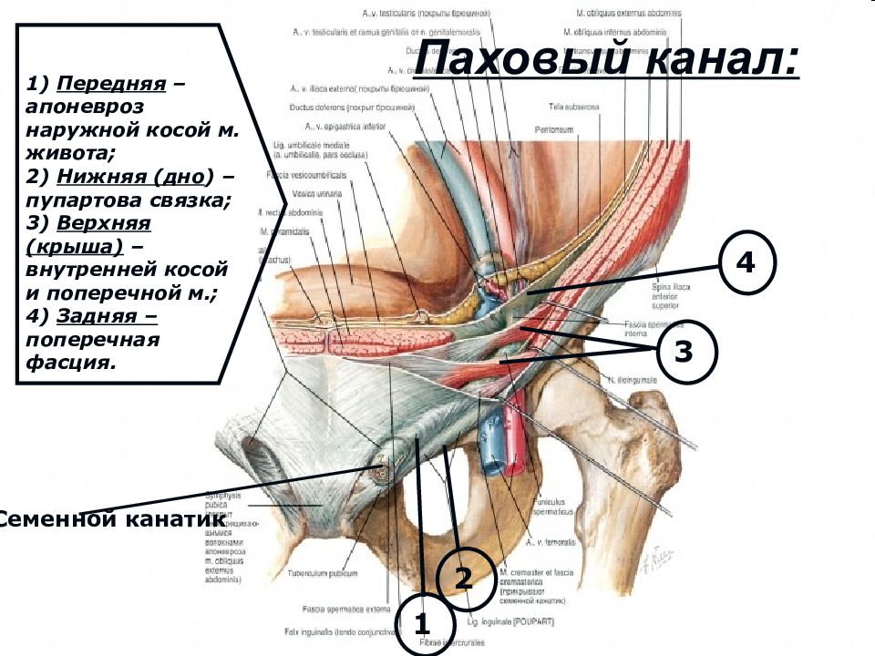 Паховый канал анатомия у мужчин схема